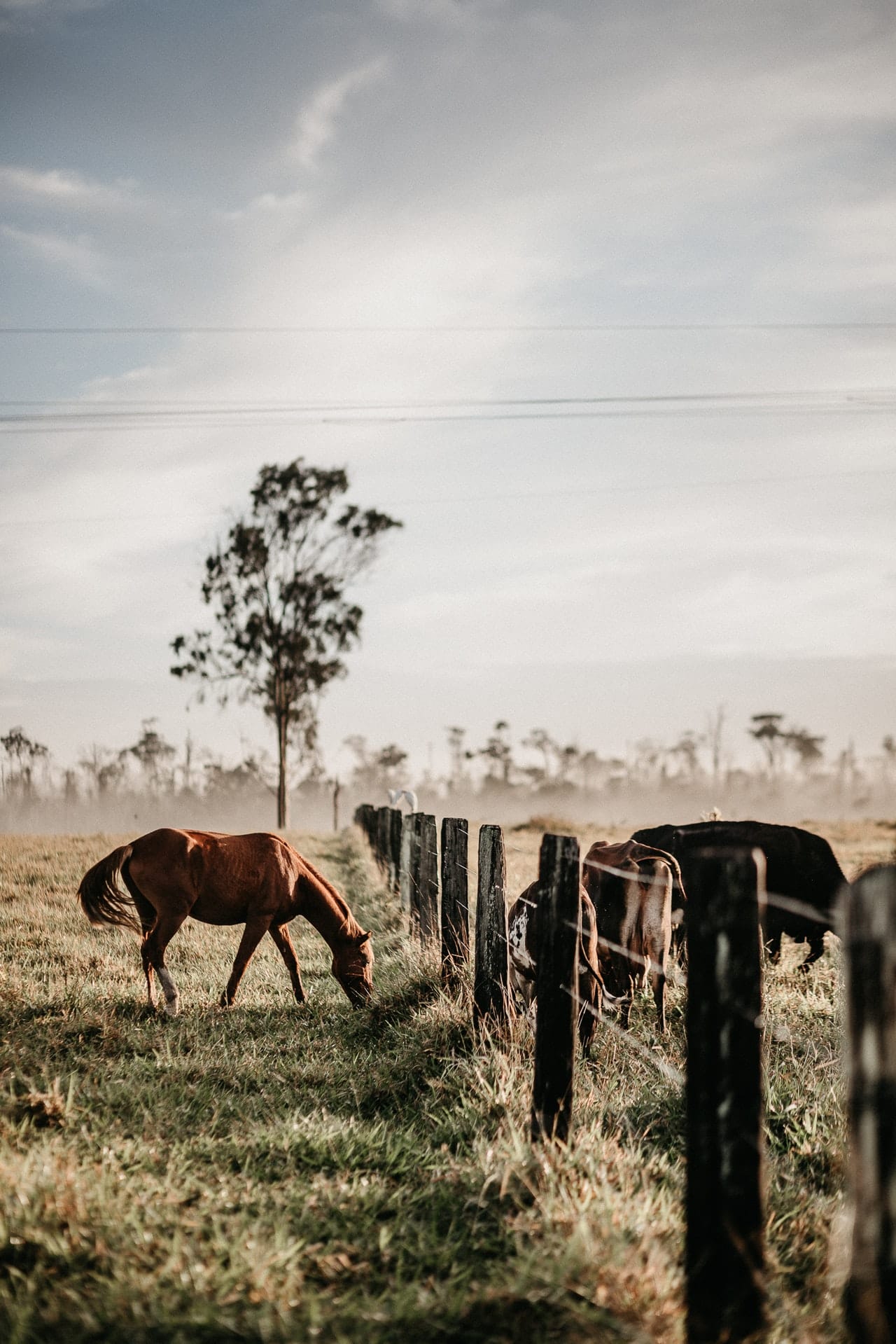 Strukturierung und Besteuerung von Pferdeunternehmen