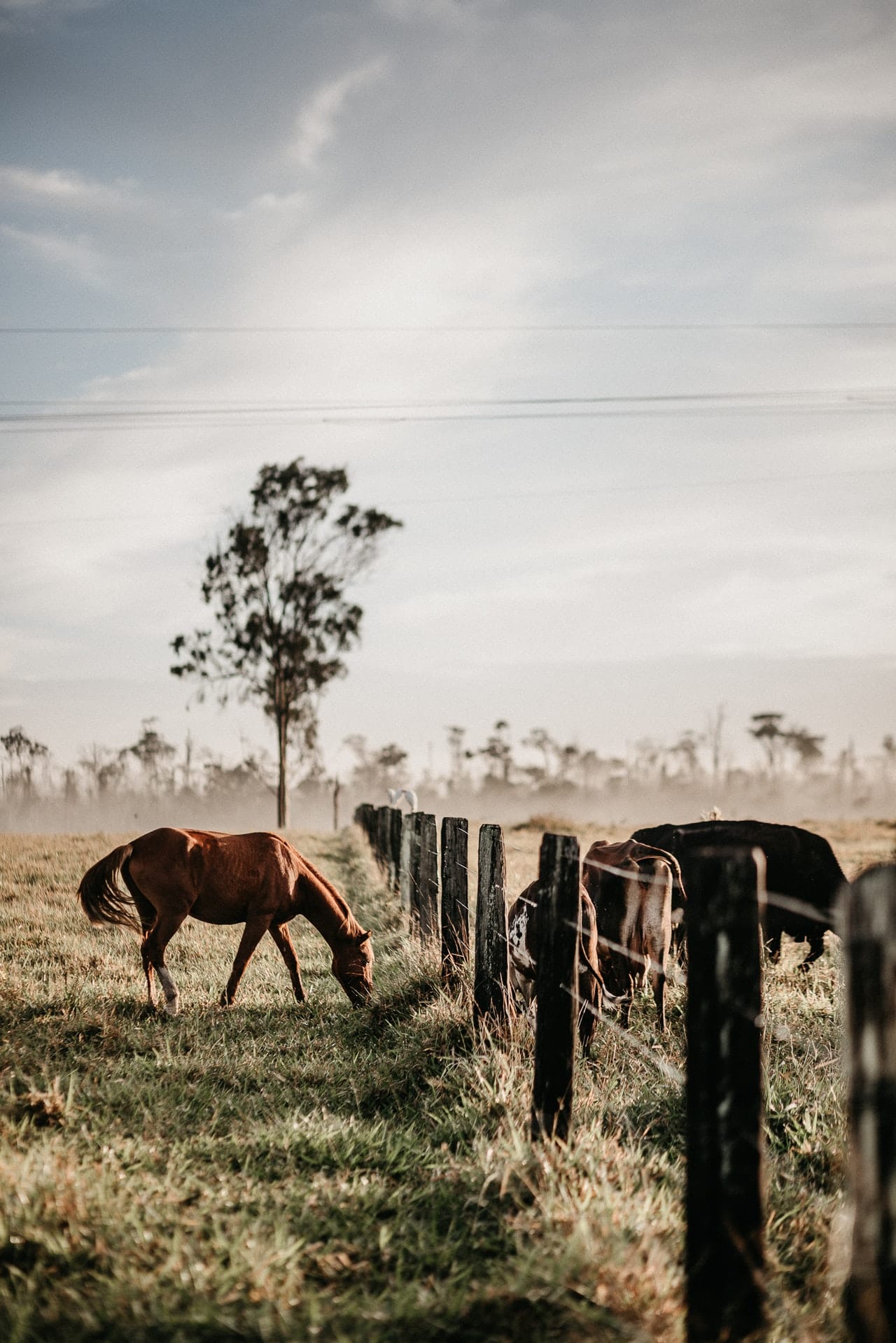 Structuring and taxation of horse business